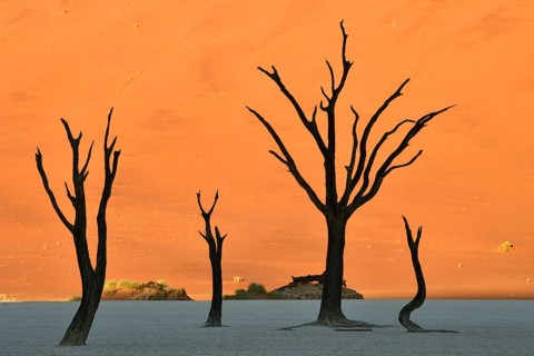Dead camelthorn trees