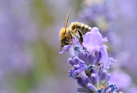 Honey bee