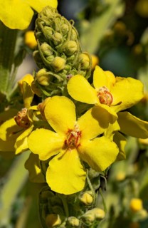 Great mullein