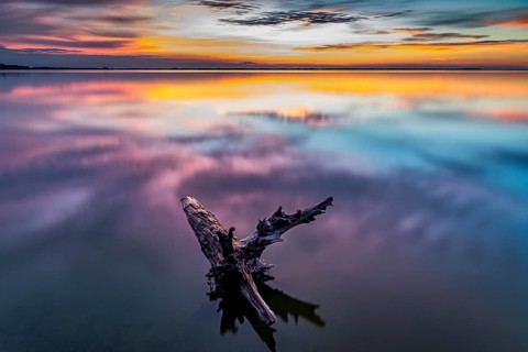 Tree trunk in water