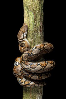 Reticulated python