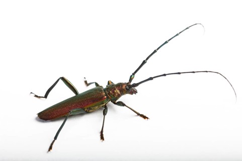 Musk beetle
