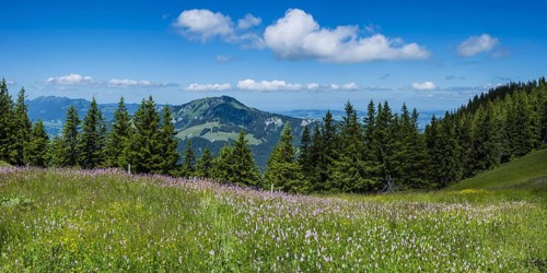 Meadow bistort