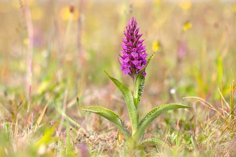 Western marsh orchid