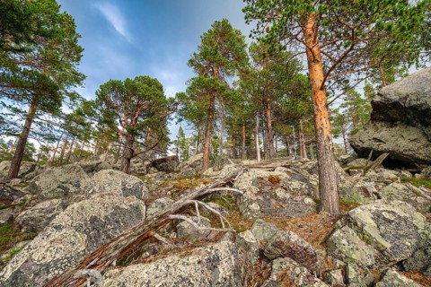 Primeval forest in the Laponia protected area