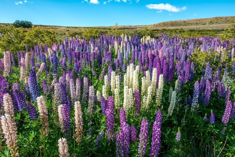 Purple large-leaved lupins