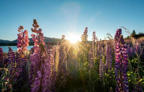 Purple Large-leaved lupins