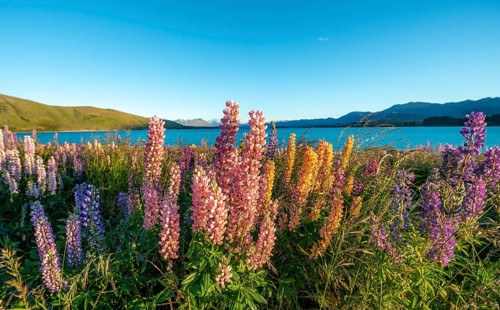 Pink and yellow Large-leaved lupins