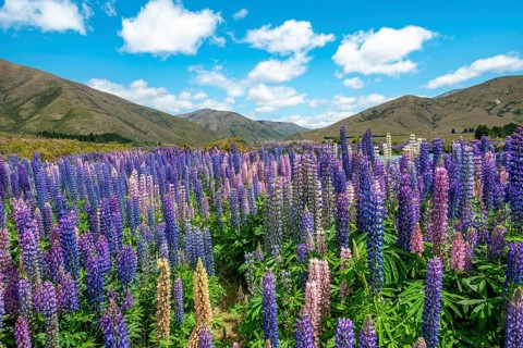 Purple flowering Large-leaved lupin