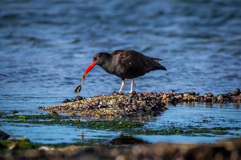 Blackish Oystercatcher