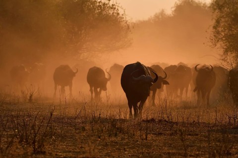 Cape buffalo