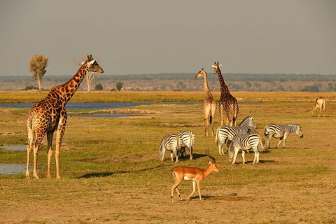 African wildlife