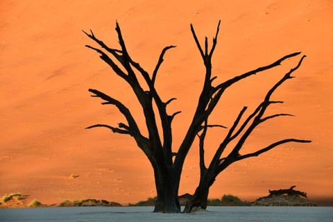 Dead camelthorn tree