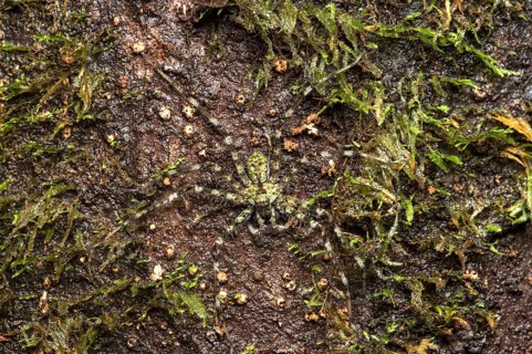 Well camouflaged giant crab spider