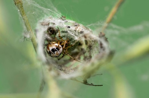 Female crested spider