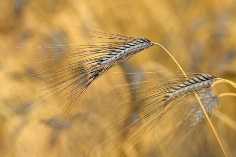 Black wheat ear Emmer Wheat