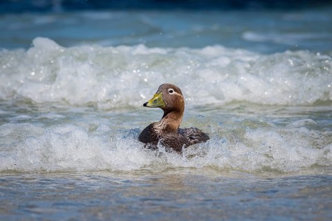 Falkland Steamer Duck