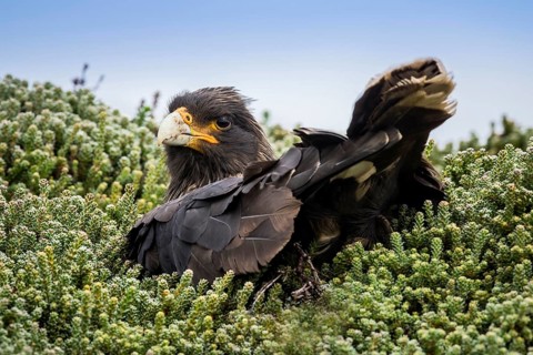 Striated Caracara