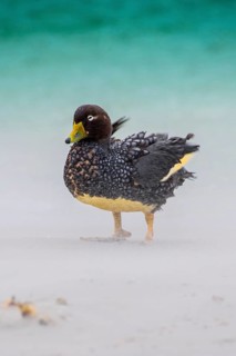 Falkland Steamer Duck
