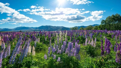 Purple large-leaved lupins