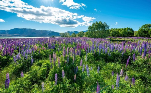 Purple large-leaved lupins