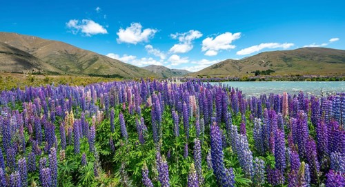 Purple flowering Large-leaved lupin