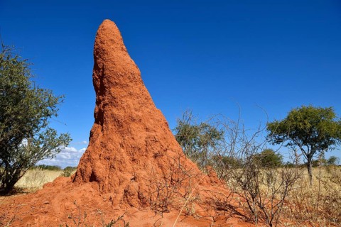 Termite Hill near Waterberg National Park