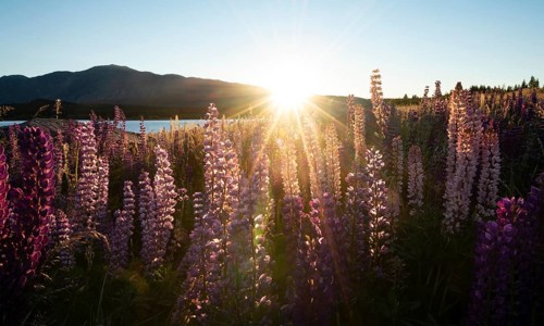 Purple Large-leaved lupins