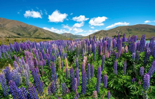 Purple flowering Large-leaved lupin