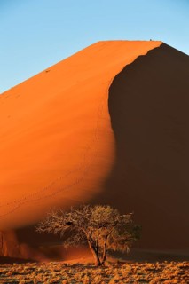 Dune 45 with camelthorn tree