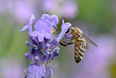 Honey bee