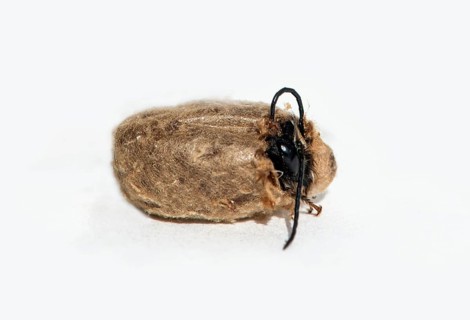 Slip of a horned mason bee