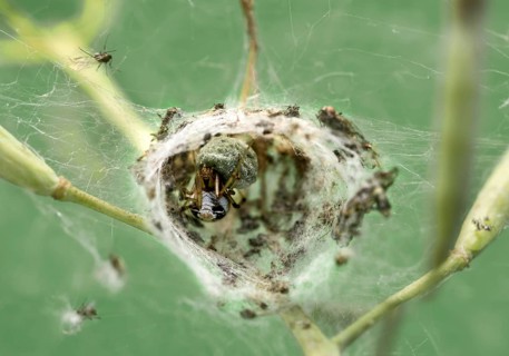 Female crested spider