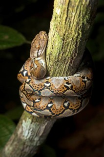 Reticulated python