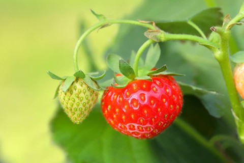 Garden strawberry