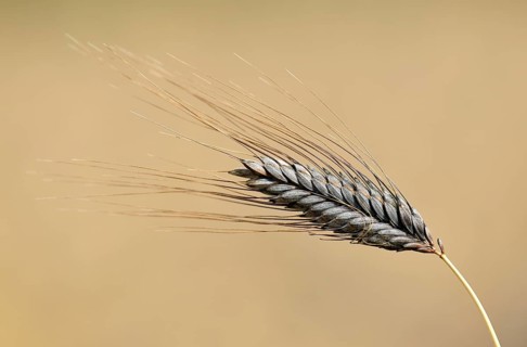 Black wheat ear Emmer Wheat