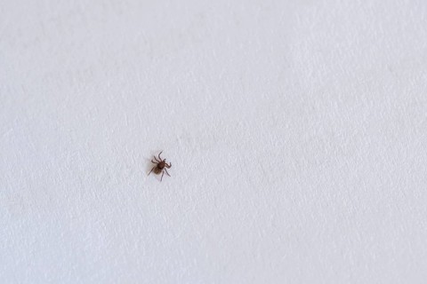 Castor Bean Tick