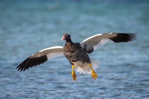 Kelp Goose