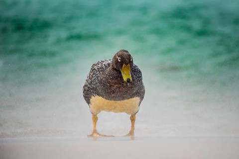Falkland Steamer Duck