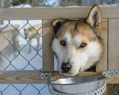 Husky in dog kennel