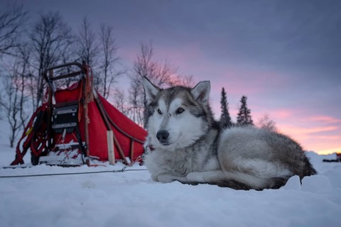Husky next to dog sled resting in the snow at dawn