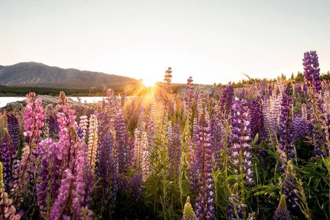 Purple Large-leaved lupins