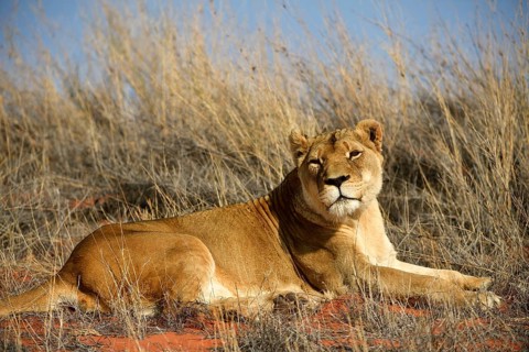 Lioness