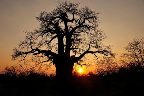 Age African baobab tree