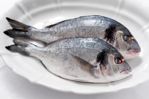 Two Gilt-head sea breams