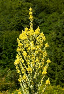 Great mullein