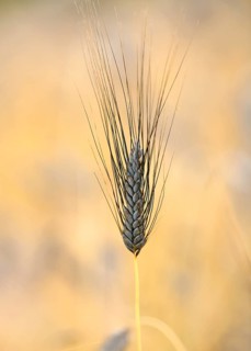 Black wheat ear Emmer Wheat