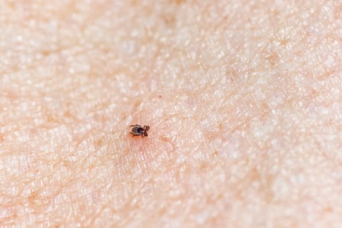 Castor Bean Tick