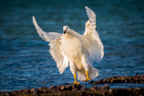 Kelp Goose