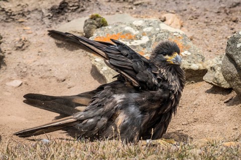 Striated Caracara